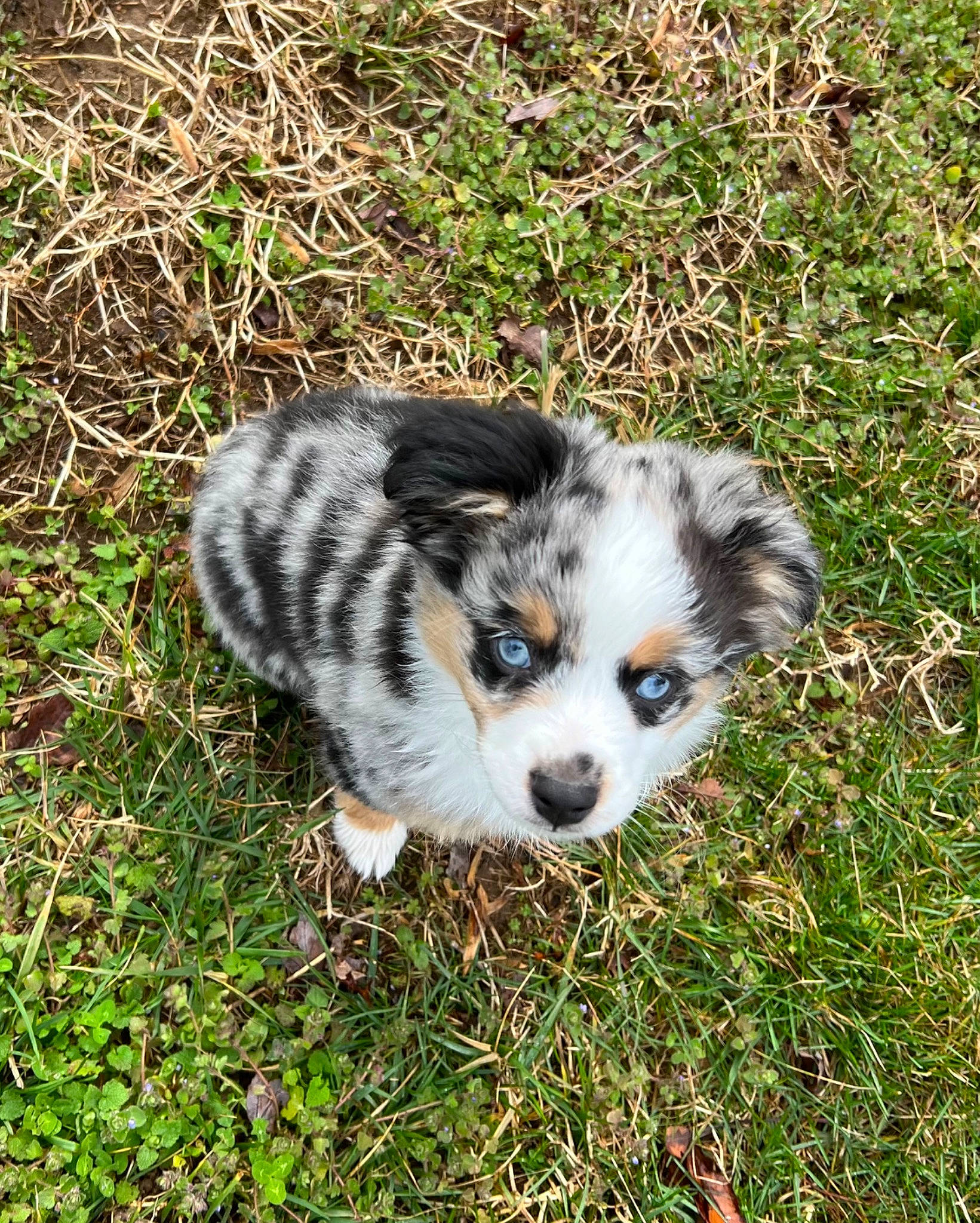 Kenai joined the competition — help win amazing prizes! canidae, carnivore, companion_dog, dog, dog_breed, fawn, fur, grass, groundcover, herding_dog, miniature_australian_shepherd, plant, puppy, snout, soil, sporting_group, terrestrial_animal, texas_heeler, toy_dog, whiskers