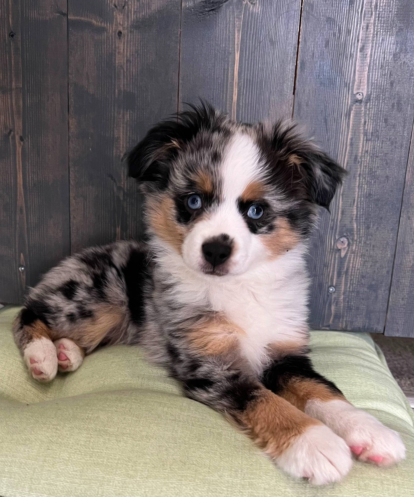 Kenai joined the competition — help win amazing prizes! australian_shepherd, bored, canidae, carnivore, companion_dog, dog, dog_breed, fur, herding_dog, miniature_australian_shepherd, puppy, snout, sporting_group, terrestrial_animal, toy_dog, whiskers, working_animal, working_dog