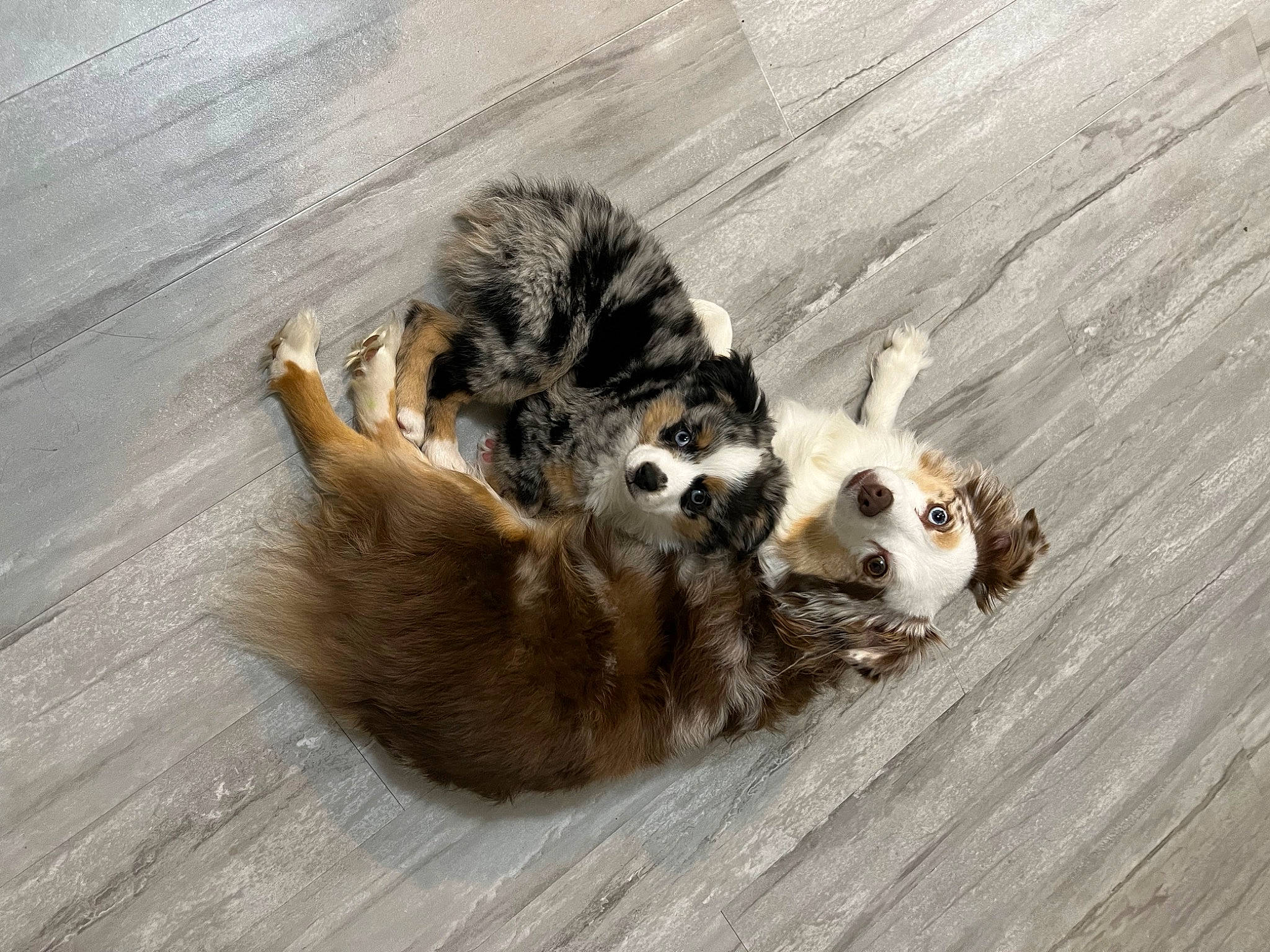 Kenai joined the competition — help win amazing prizes! canidae, carnivore, cat, claw, companion_dog, dog_breed, domestic_short_haired_cat, fawn, felidae, ferret, fur, hardwood, paw, small_to_medium_sized_cats, snout, tail, terrestrial_animal, whiskers, wildlife, wood