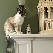 Tula joined the competition — help win amazing prizes! cat, fluffy, mantel, angel_figurine, birdcage, indoor, white_furniture, green_wall, pet, animal, portrait, feline, decor, household, sitting, long_tail, curious, domestic, cute, calm