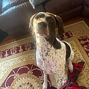 Percy joined the competition — help win amazing prizes! dog, indoor, rug, plaid_fabric, leather_couch, blanket, brown_and_white, speckled, pet, animal, floor, home, curious, sitting, paw, natural_light, cozy, furniture, portrait, canine
