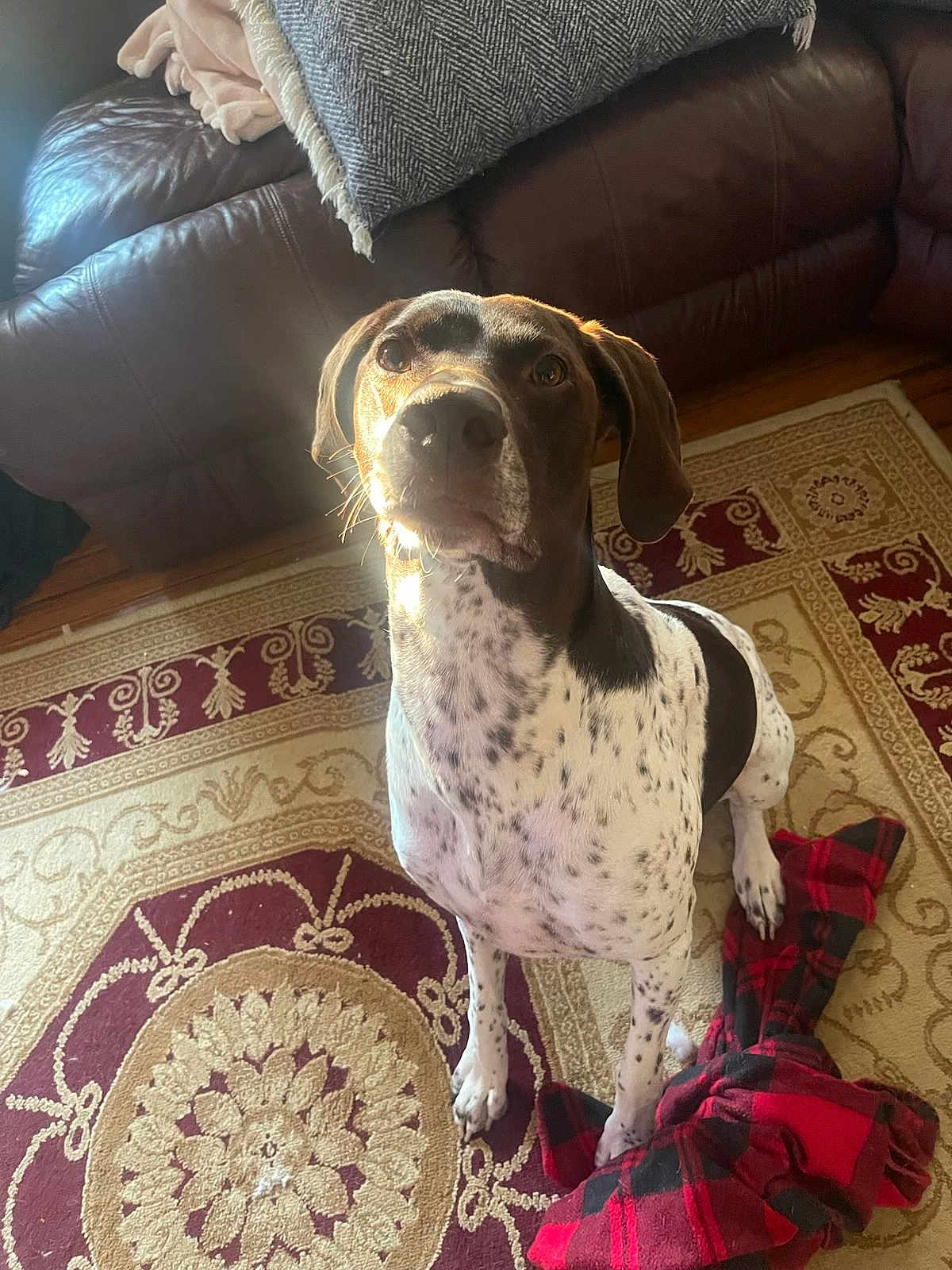 Percy joined the competition — help win amazing prizes! dog, indoor, rug, plaid_fabric, leather_couch, blanket, brown_and_white, speckled, pet, animal, floor, home, curious, sitting, paw, natural_light, cozy, furniture, portrait, canine