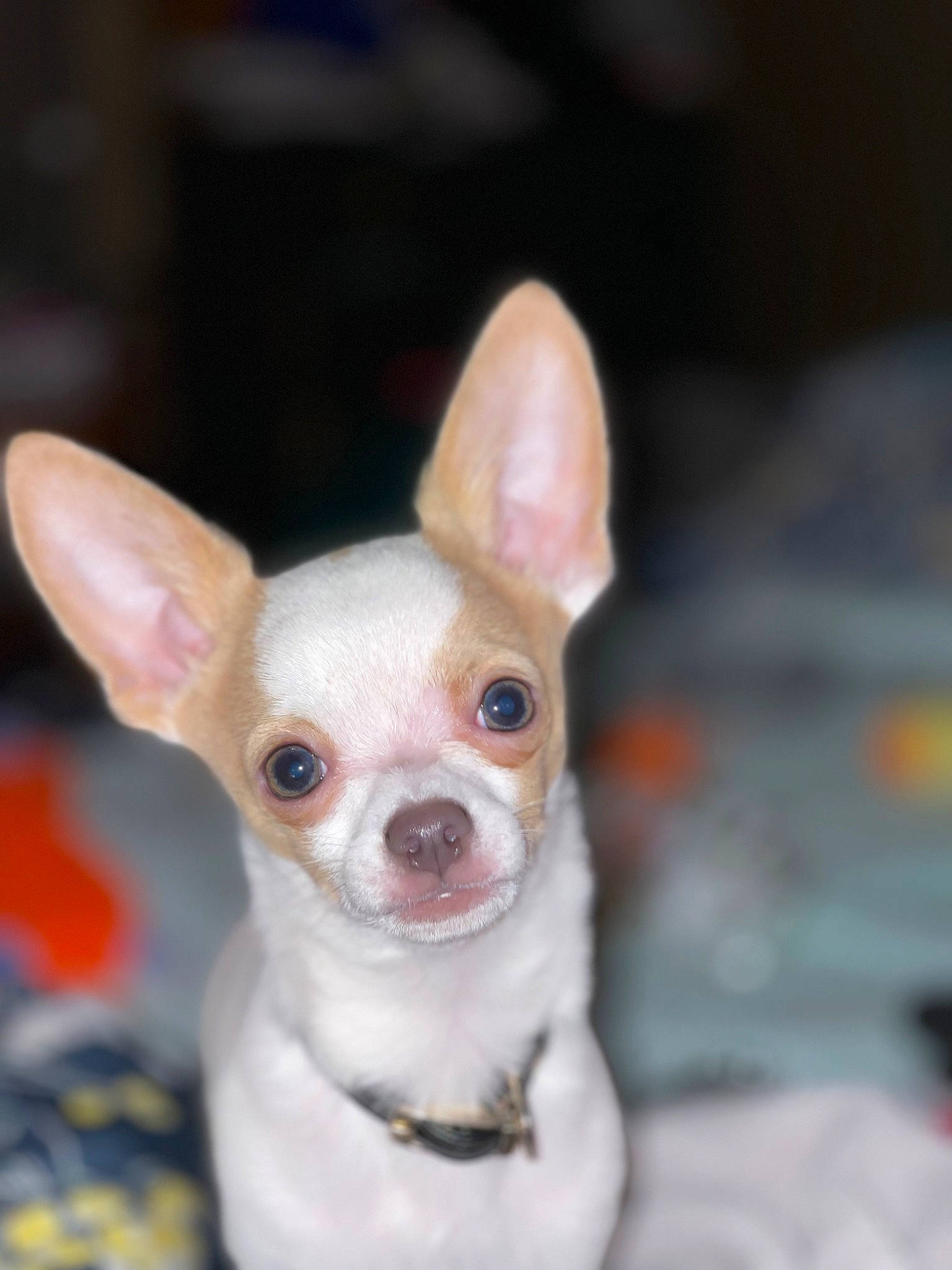 Rocky joined the competition — help win amazing prizes! canidae, carnivore, chihuahua, companion_dog, corgi_chihuahua, dog, dog_breed, dog_supply, ear, fawn, fur, mammal, russkiy_toy, snout, sporting_group, terrestrial_animal, toy_dog, vertebrate, whiskers, working_animal