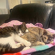 Crevettes a rejoint le concours — aidez-le/la à gagner de superbes lots ! cat, cats, feline, pet, snuggling, blanket, couch, leather_couch, indoor, cozy, two_animals, fur, tabby_cat, calico_cat, resting, cute, animal, companionship, comfort, domestic