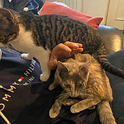 Crevettes a rejoint le concours — aidez-le/la à gagner de superbes lots ! animal, cat, clothing, comfort, couch, domestic, feline, fur, hand, indoor, living_room, paw, person, pet, pillow, relaxation, resting, sweatshirt, tabby_cat, tortoiseshell_cat