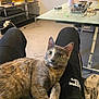 Crevettes participe au concours pour gagner de l'argent avec cette photo : cat, lap, person, black_pants, glass_table, clutter, painting, room, floor, cord, container, sitting, indoor, pet, feline, curious, relaxed, furniture, household, casual
