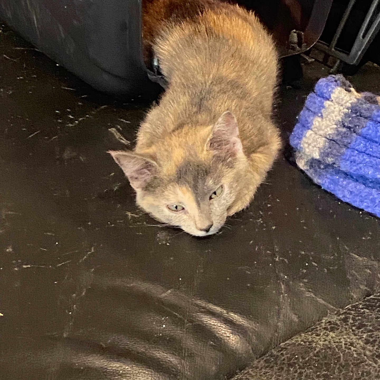 Crevettes a rejoint le concours — aidez-le/la à gagner de superbes lots ! animal, brown_cat, cat, cozy, domestic, ears, eyes, face, feline, floor, fur, household, indoor, knitted_item, leather_surface, pet_carrier, relaxed, resting, tabby, texture