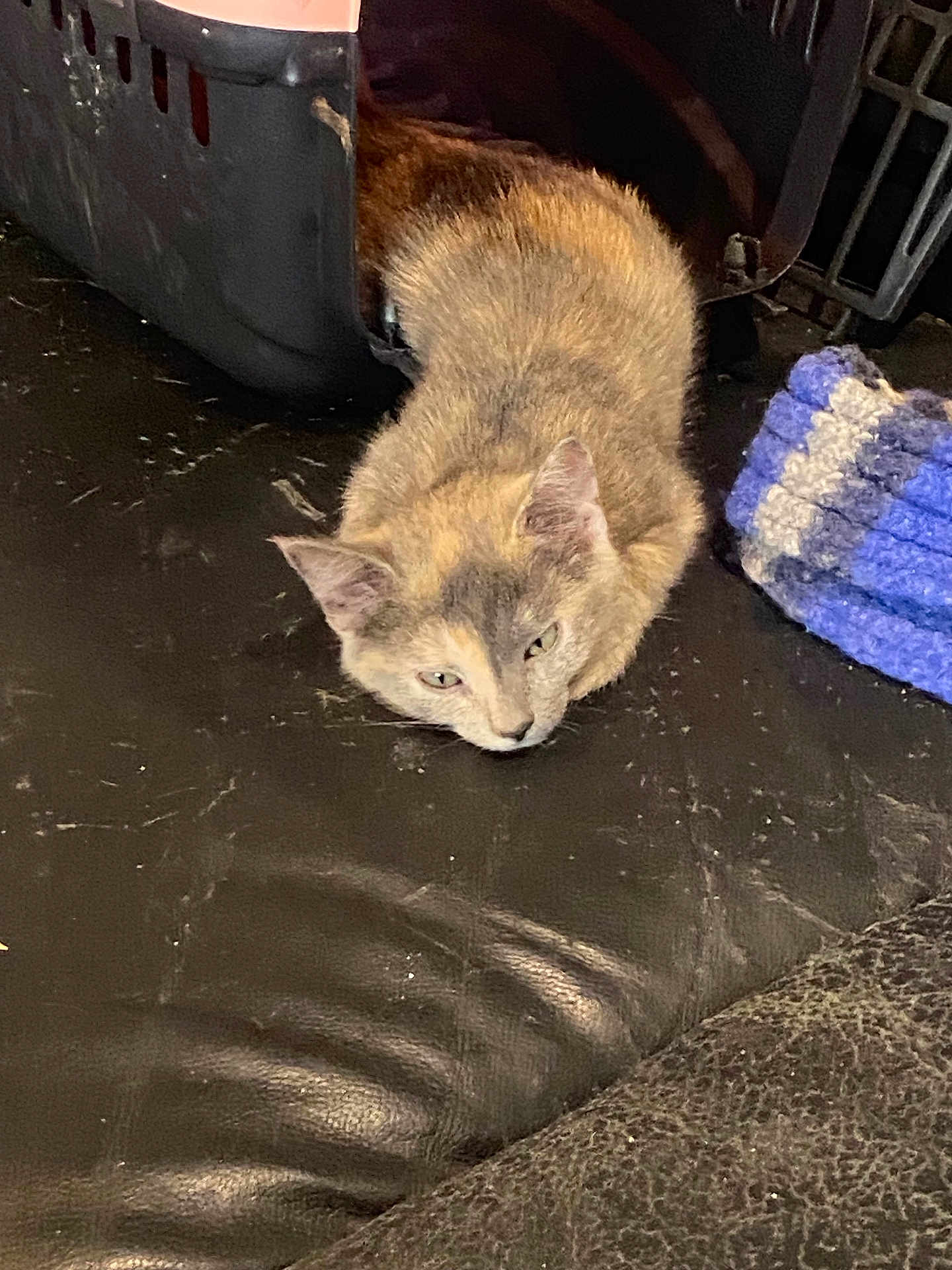 Crevettes a rejoint le concours — aidez-le/la à gagner de superbes lots ! cat, pet_carrier, leather_surface, knitted_item, indoor, animal, feline, resting, relaxed, brown_cat, tabby, fur, ears, face, eyes, floor, texture, cozy, household, domestic