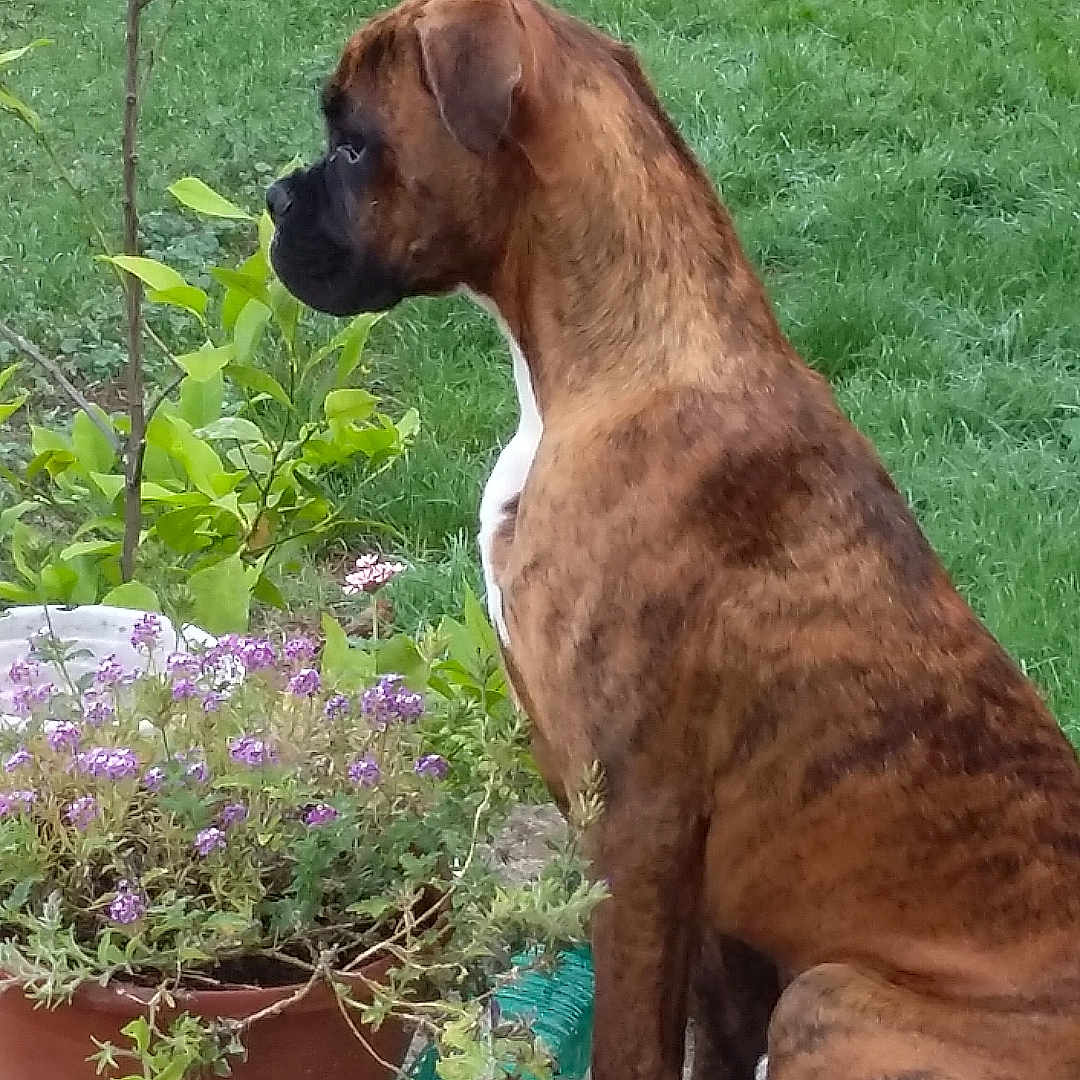 Rubis a rejoint le concours — aidez-le/la à gagner de superbes lots ! animal, boxer, bulldog, canine, dog, flower, geranium, grass, herbal, herbs, jar, leaf, nature, pet, plant, planter, pottedplant, pottery, soil, vase