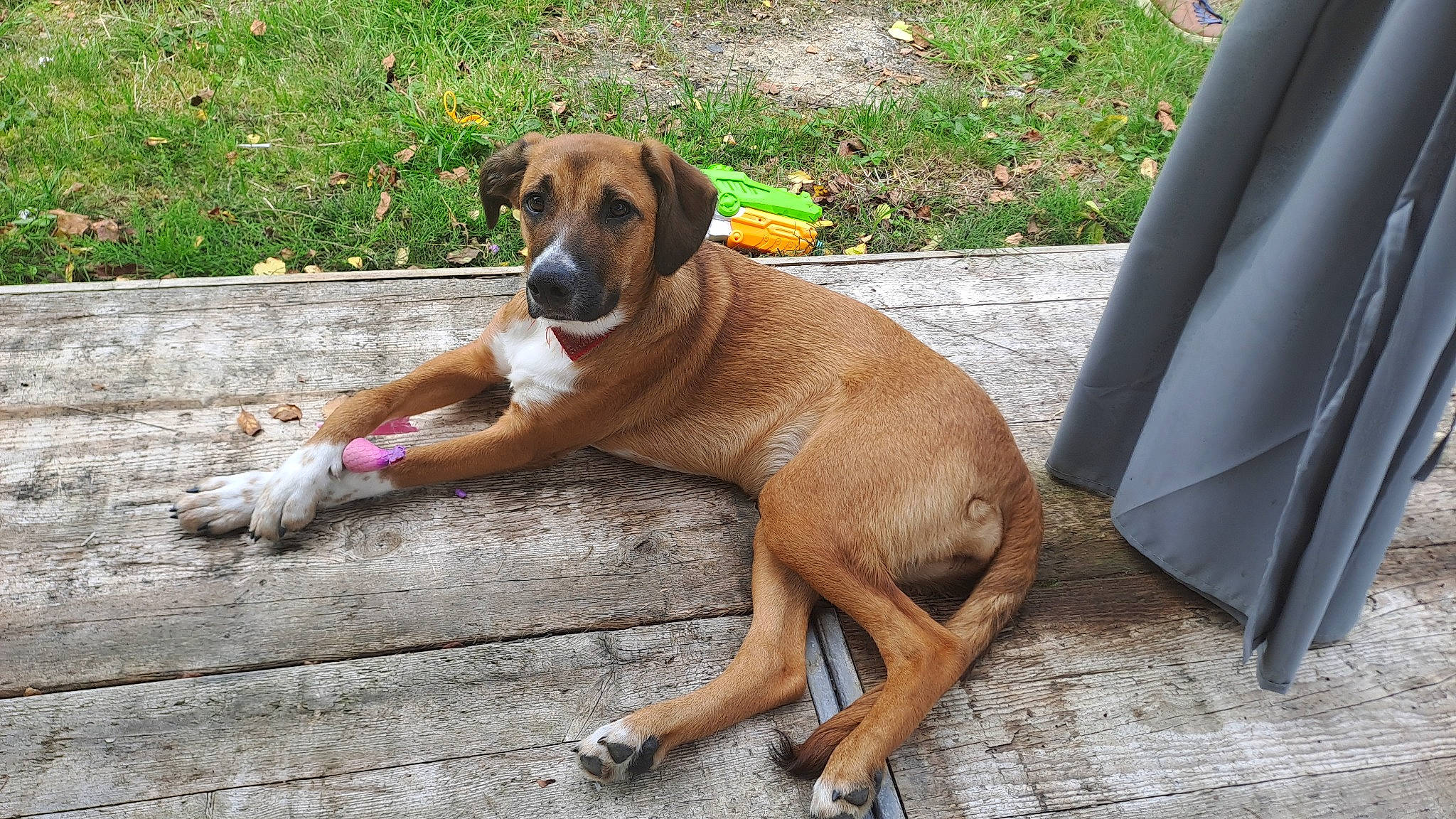 Laika a rejoint le concours — aidez-le/la à gagner de superbes lots ! canidae, carnivore, collar, companion_dog, dog, dog_breed, dog_collar, dog_supply, fawn, hound, hunting_dog, liver, paw, pet_supply, plant, sporting_group, street_dog, tail, working_animal, working_dog