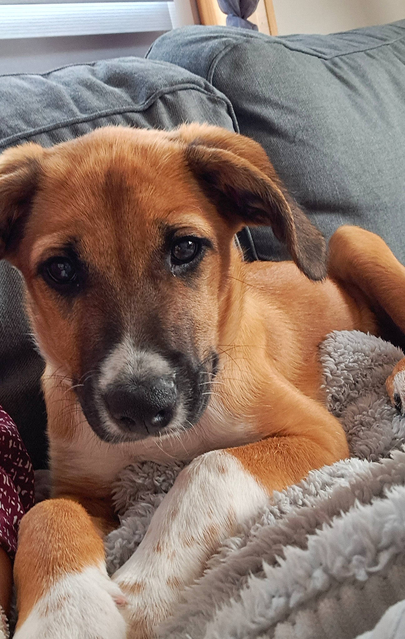 Laika a rejoint le concours — aidez-le/la à gagner de superbes lots ! beagle, canidae, carnivore, comfort, companion_dog, dog, dog_breed, fawn, fur, hound, paw, puppy_love, snout, sporting_group, whiskers, working_dog