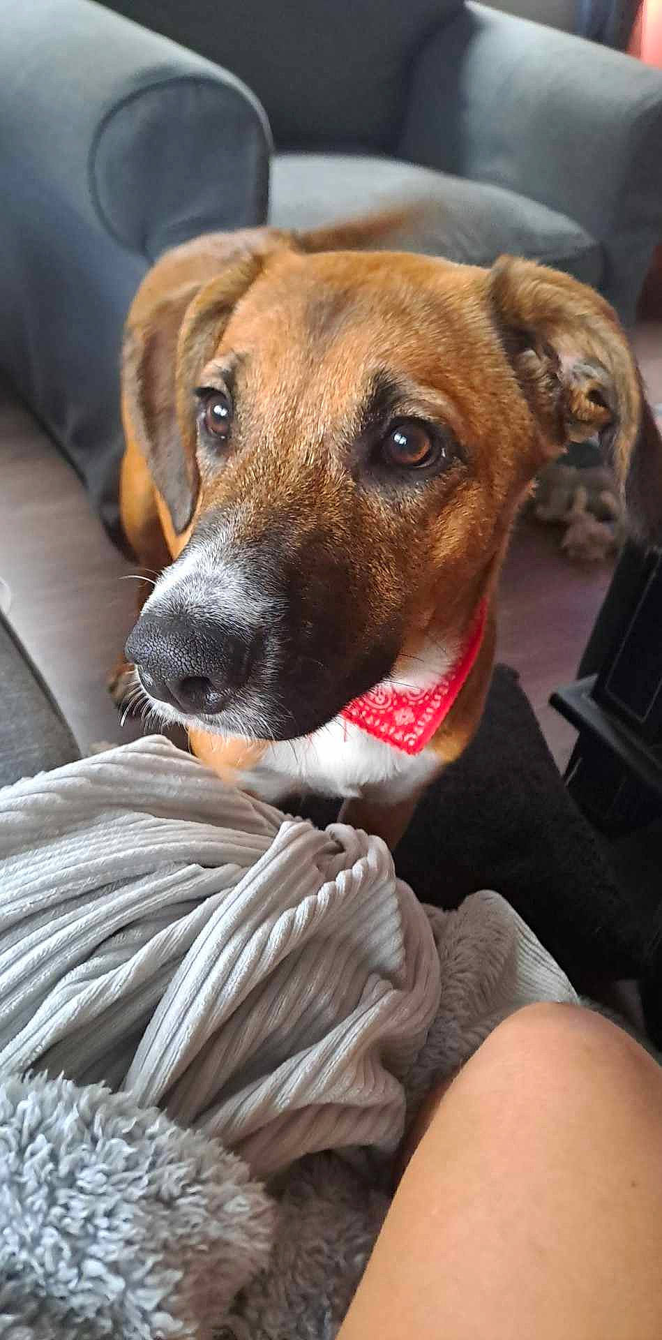 Laika participe au concours pour gagner de l'argent avec cette photo : canidae, carnivore, collar, comfort, companion_dog, dog, dog_breed, dog_collar, dog_supply, fawn, fur, hound, non_sporting_group, puppy, selfie, sitting, snout, sporting_group, street_dog, whiskers