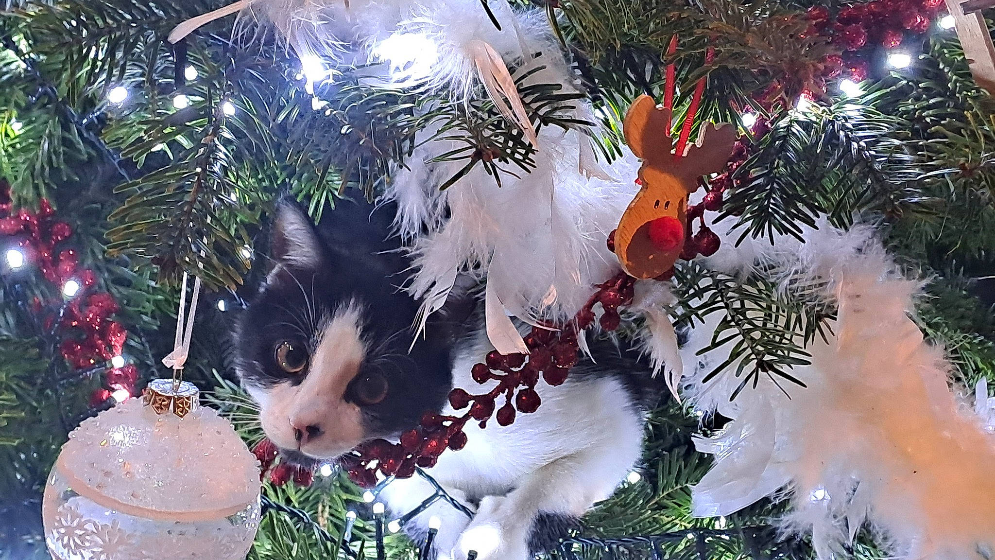 Scoffield a rejoint le concours — aidez-le/la à gagner de superbes lots ! branch, carnivore, cat, christmas_decoration, christmas_ornament, christmas_tree, evergreen, fawn, felidae, grass, holiday_ornament, light, organism, ornament, plant, toy, twig, whiskers, window, woody_plant