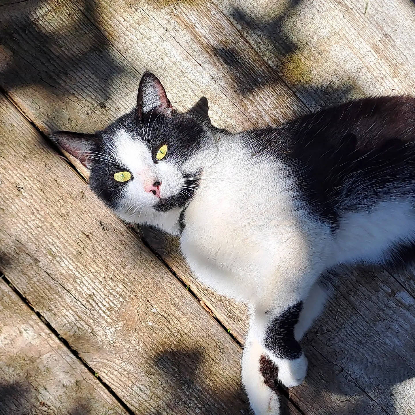 Scoffield a rejoint le concours — aidez-le/la à gagner de superbes lots ! carnivore, cat, domestic_short_haired_cat, felidae, flooring, foot, fur, hardwood, metal, monochrome_photography, paw, plant, sitting, sky, small_to_medium_sized_cats, snout, tail, whiskers, wood