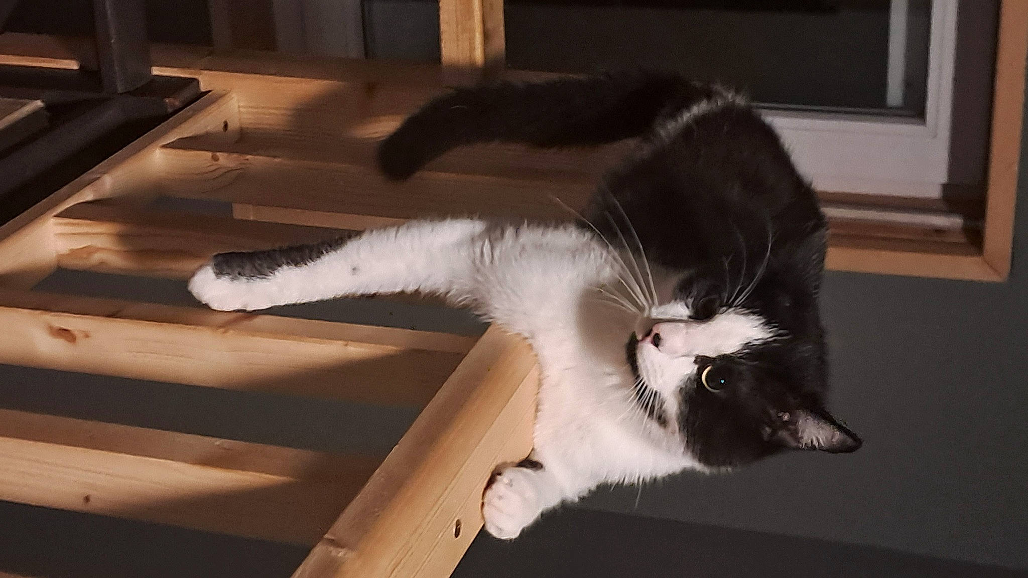 Scoffield participe au concours pour gagner de l'argent avec cette photo : cardboard, carnivore, cat, claw, comfort, domestic_short_haired_cat, felidae, flooring, fur, hardwood, paw, small_to_medium_sized_cats, snout, tail, whiskers, wood