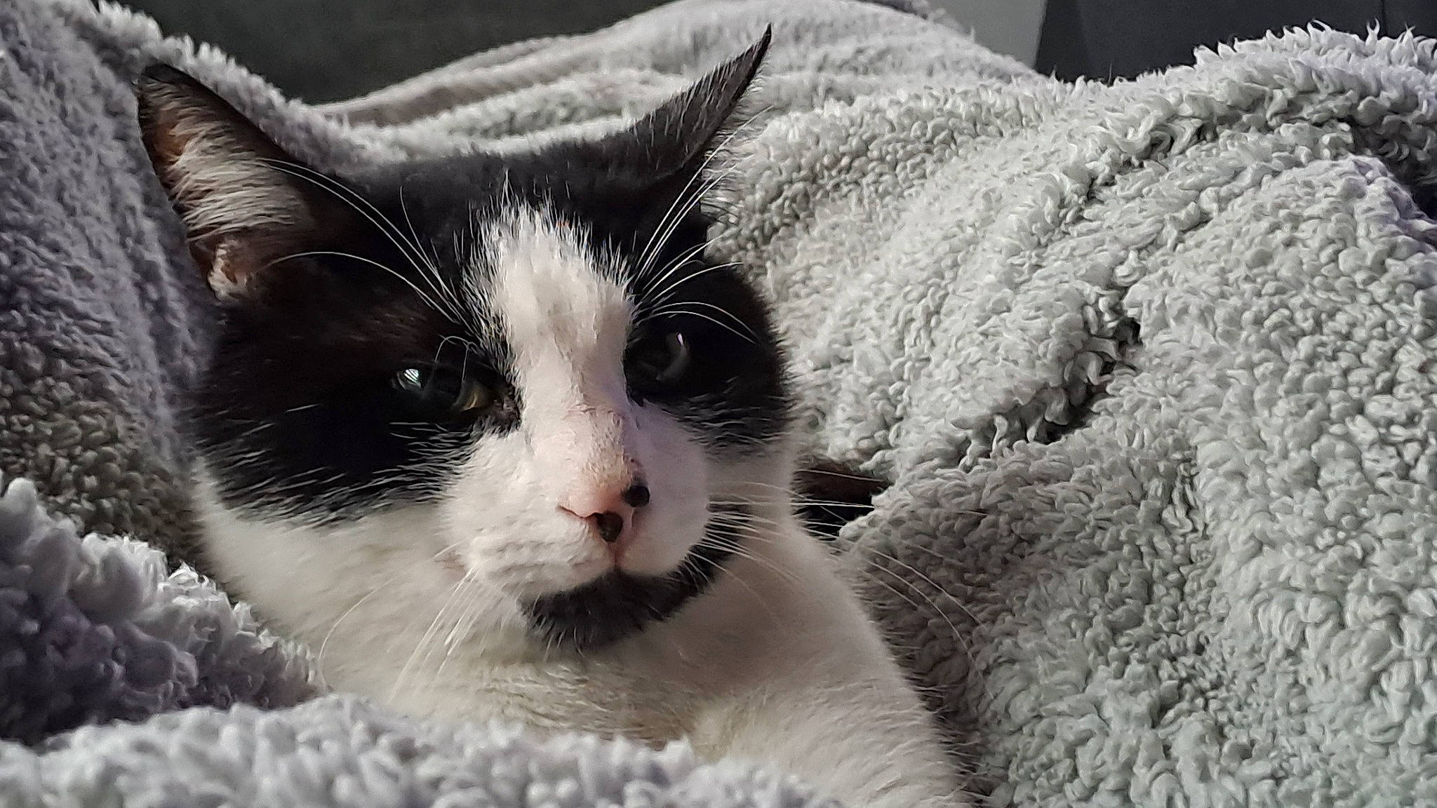 Scoffield a rejoint le concours — aidez-le/la à gagner de superbes lots ! carnivore, cat, comfort, domestic_short_haired_cat, eye, eyelash, felidae, fur, hair, head, monochrome_photography, paw, small_to_medium_sized_cats, snout, snow, terrestrial_animal, whiskers, window, winter