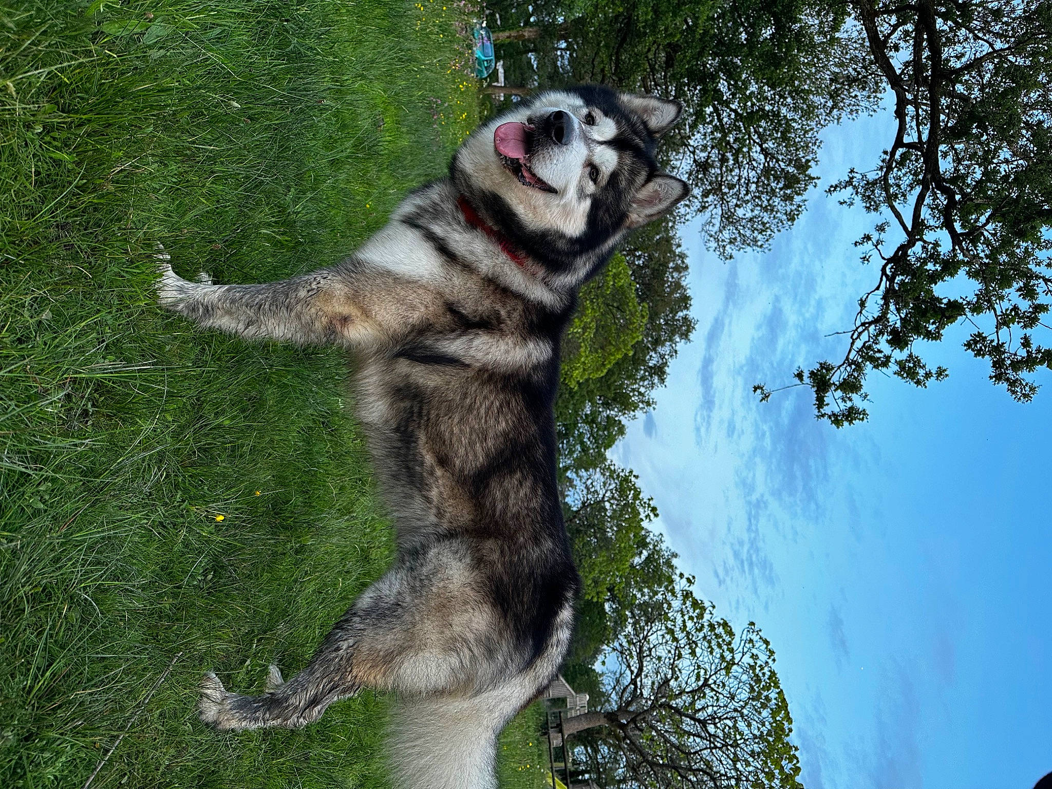 Olympe a rejoint le concours — aidez-le/la à gagner de superbes lots ! art, canidae, carnivore, dog, dog_breed, felidae, fur, grass, jungle, plant, sky, snout, sporting_group, tail, terrestrial_animal, tree, trunk, wildlife, working_animal, working_dog