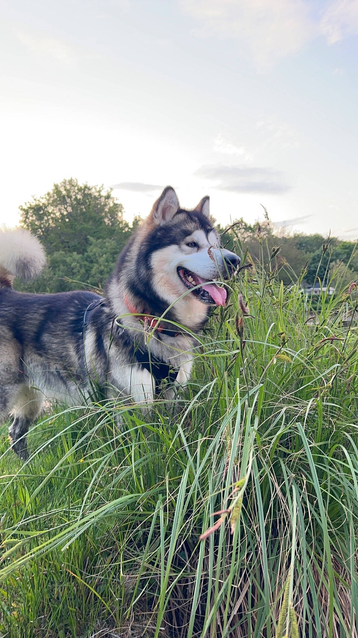 Olympe a rejoint le concours — aidez-le/la à gagner de superbes lots ! canidae, carnivore, cloud, collar, companion_dog, dog, dog_breed, fawn, fur, grass, grassland, herding_dog, plant, siberian_husky, sky, sled_dog, sporting_group, terrestrial_animal, tree, working_animal