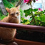 cat, orange_cat, flower_pot, pink_flower, green_leaves, windowsill, outdoor, plant, pet, animal, nature, curious, tabby, feline, sidewalk, car, street, daylight, garden, closeup