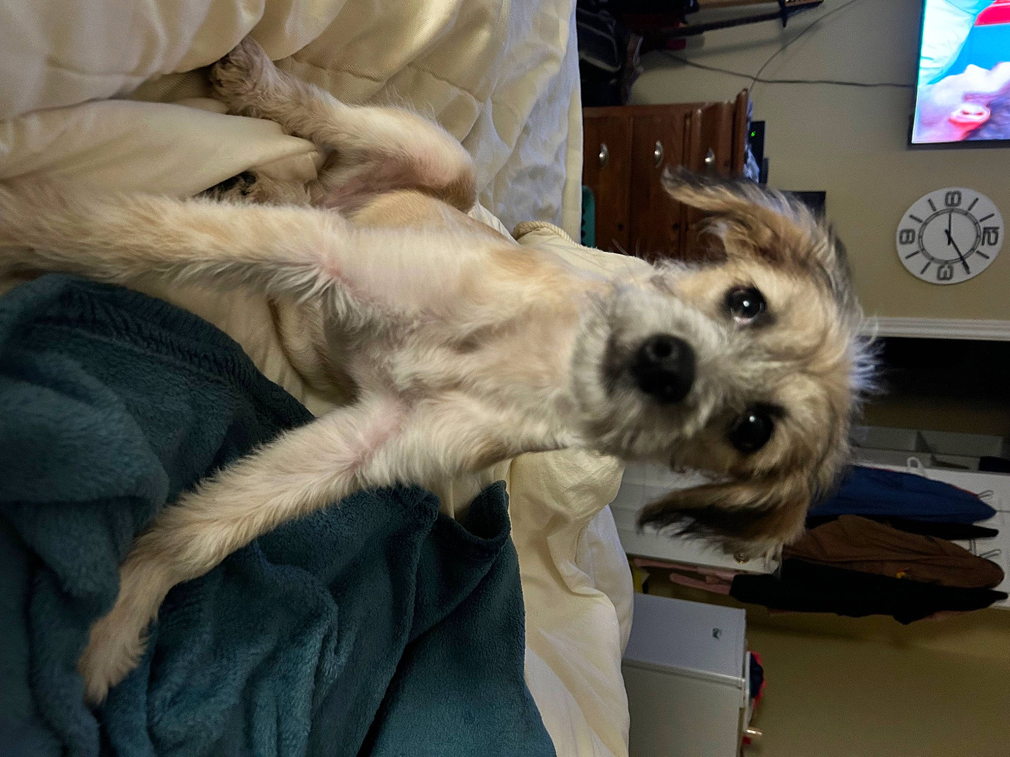 Scout is registered to the contest to win money with this photo: carnivore, collar, comfort, companion_dog, display_device, dog, dog_breed, dog_collar, dog_supply, fawn, fur, home_appliance, paw, picture_frame, schnauzer, small_terrier, television, terrier, toy_dog, working_animal