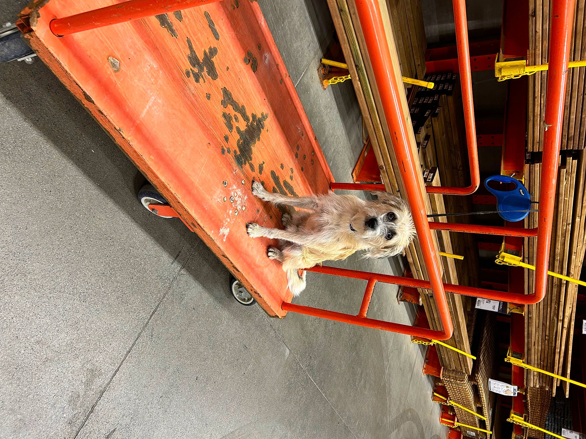 Scout is registered to the contest to win money with this photo: auto_part, automotive_exterior, automotive_lighting, automotive_tire, automotive_wheel_system, bumper, gas, machine, metal, motor_vehicle, rim, road_surface, steel, vehicle_door, windshield, wood