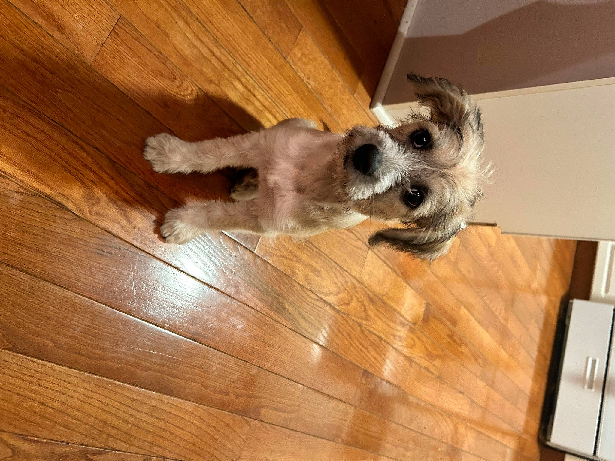 Scout is registered to the contest to win money with this photo: carnivore, companion_dog, dog, dog_breed, fawn, floor, flooring, hardwood, laminate_flooring, paw, plank, plywood, tail, toy_dog, varnish, whiskers, wood, wood_flooring, wood_stain, working_animal