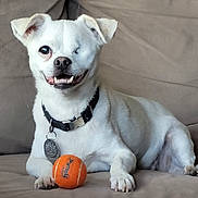 Jade is registered to the contest to win money with this photo: animal, canine, collar, couch, cute, dog, domestic_animal, fur, happy, indoor, one_eye, paw, pet, pet_tag, relaxed, sitting, smiling, tennis_ball, toy, white_dog