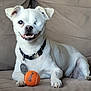 animal, canine, collar, couch, cute, dog, domestic_animal, fur, happy, indoor, one_eye, paw, pet, pet_tag, relaxed, sitting, smiling, tennis_ball, toy, white_dog