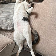 Bugsy joined the competition — help win amazing prizes! cat, feline, pet, indoor, couch, furniture, relaxed, sprawled, belly_up, white_fur, gray_fur, tail, pillow, cozy, home, domestic_animal, cute, sleepy, resting, animal