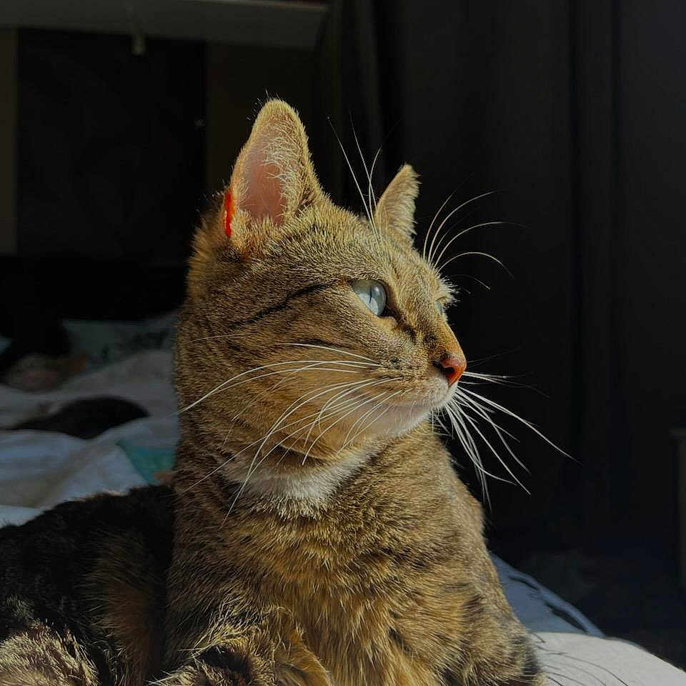 Gaia a rejoint le concours — aidez-le/la à gagner de superbes lots ! abyssinian, animal, architecture, bed, bedroom, building, cat, couch, cushion, furniture, homedecor, indoors, kitten, livingroom, manx, person, pet, quilt, room, sleeping