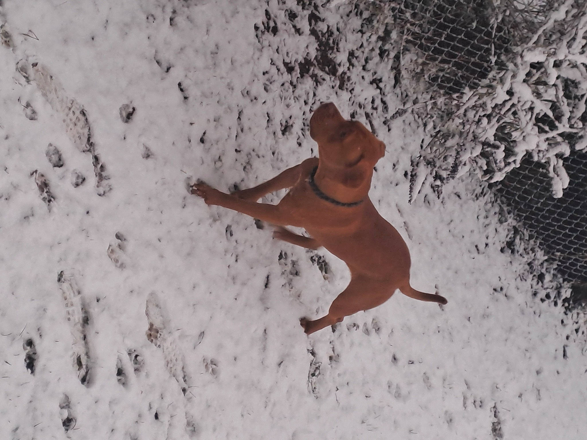 Nala participe au concours pour gagner de l'argent avec cette photo : art, canidae, carnivore, companion_dog, deer, dog, dog_breed, fawn, freezing, illustration, slope, snout, snow, sporting_group, tail, terrestrial_animal, twig, winter, wood, working_animal