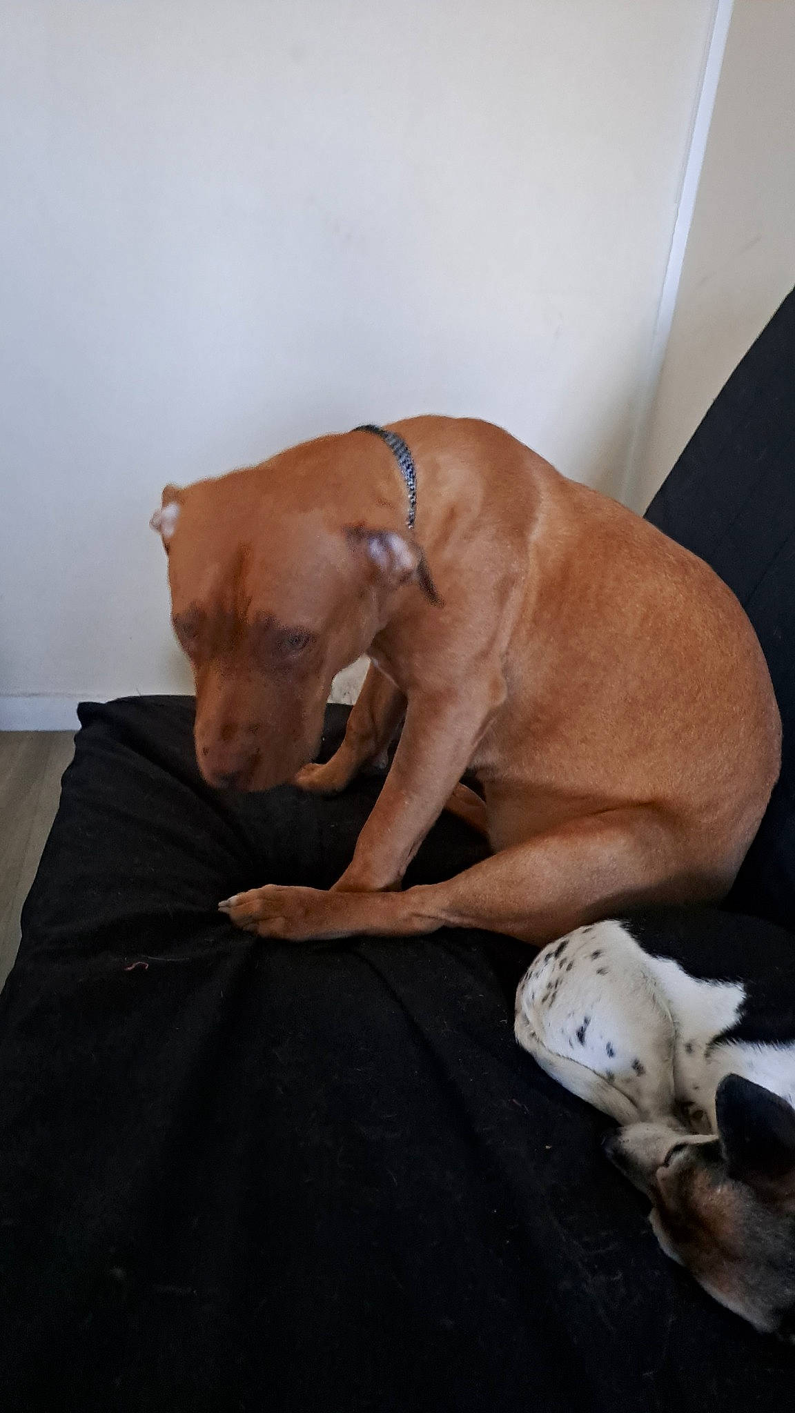 Nala participe au concours pour gagner de l'argent avec cette photo : canidae, carnivore, comfort, companion_dog, dog, dog_breed, dog_supply, fawn, flooring, fur, guard_dog, hardwood, liver, paw, pet_supply, snout, sporting_group, tail, wood, working_animal