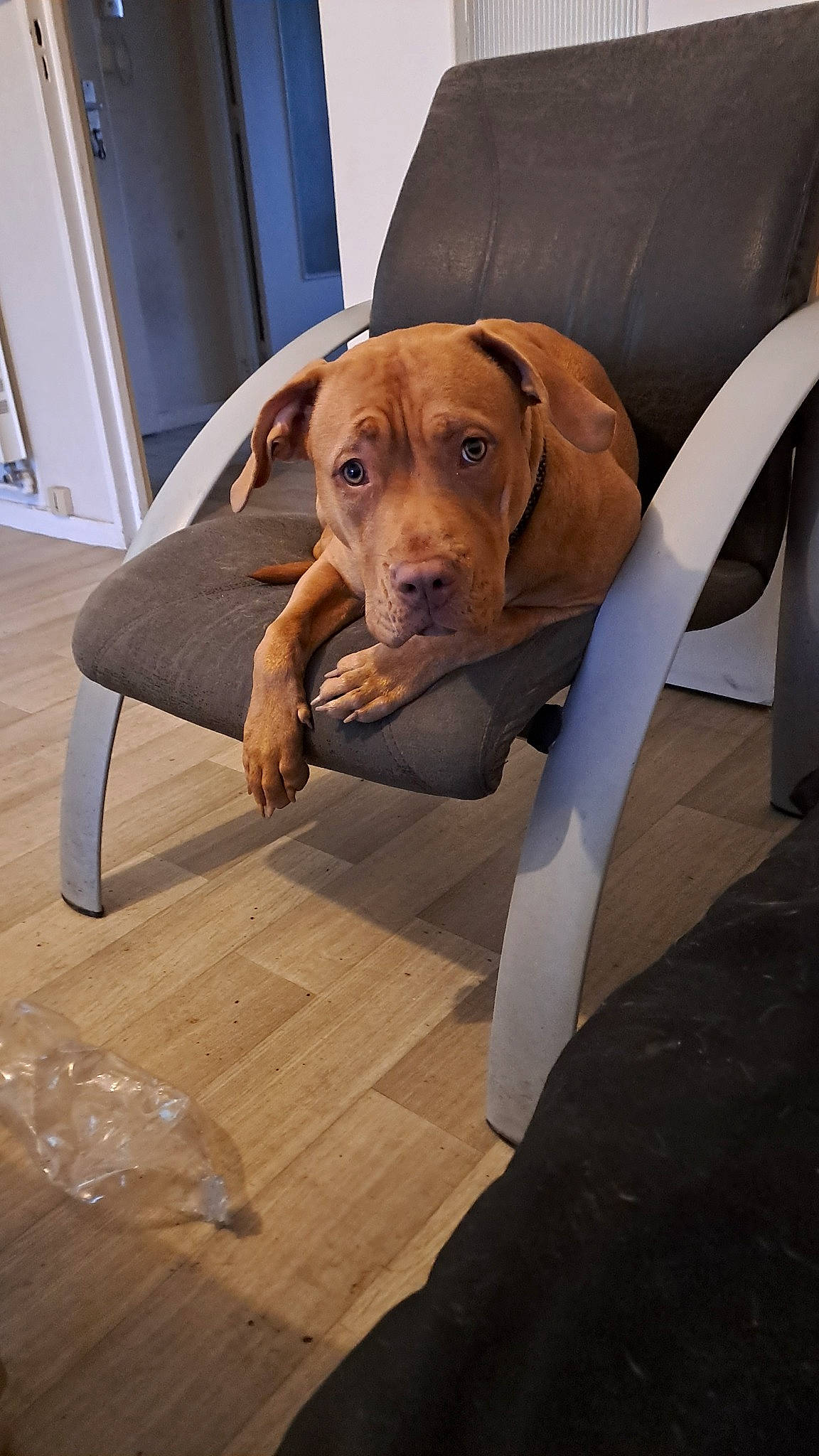 Nala participe au concours pour gagner de l'argent avec cette photo : carnivore, chair, comfort, companion_dog, dog, dog_breed, dog_collar, dog_supply, fawn, flooring, great_dane, gun_dog, hardwood, hound, liver, pet_supply, sporting_group, varnish, wood, working_animal
