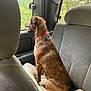 dog, brindle_coat, red_collar, car_interior, dog_bed, backseat, window, greenery, outdoor_view, pet, animal, sitting, side_view, happy, canine, vehicle, seat, travel, nature, companion