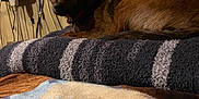 Mufasa joined the competition — help win amazing prizes! dog, brown_dog, towel, striped_towel, blanket, patterned_blanket, bed, wood_panel_wall, indoor, cables, electrical_outlet, resting, pet, collar, fur, animal, cozy, relaxed, side_view, household