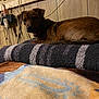 dog, brown_dog, towel, striped_towel, blanket, patterned_blanket, bed, wood_panel_wall, indoor, cables, electrical_outlet, resting, pet, collar, fur, animal, cozy, relaxed, side_view, household