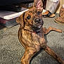 Mufasa joined the competition — help win amazing prizes! dog, brindle, pet, carpet, indoor, floor, ear, curious, lying_down, looking_at_camera, shoe, trash_bin, storage_container, collar, animal, mammal, brown, fur, domestic, cute
