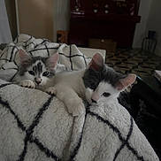 Shadow Guizmo participe au concours pour gagner de l'argent avec cette photo : kitten, cat, blanket, cozy, indoor, pet, fur, cute, animal, resting, soft, pattern, black_and_white, feline, comfort, young, curious, home, relaxed, snug