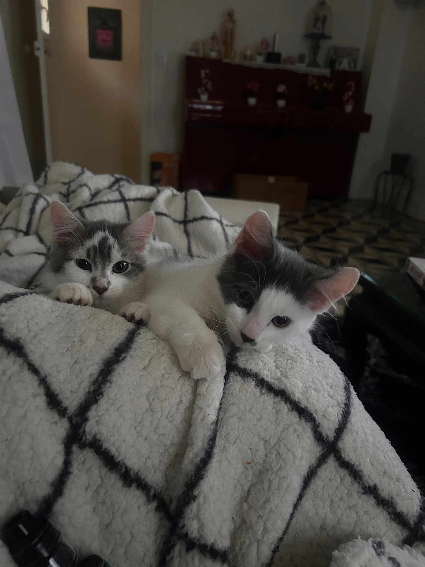 Shadow Guizmo participe au concours pour gagner de l'argent avec cette photo : kitten, cat, blanket, cozy, indoor, pet, fur, cute, animal, resting, soft, pattern, black_and_white, feline, comfort, young, curious, home, relaxed, snug