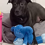 Shadow participe au concours pour gagner de l'argent avec cette photo : animal, black_dog, blanket, blue_elephant, canine, comfort, companion, cute, dog, domestic, floor, indoor, paw, pet, plush_toy, relaxed, resting, stuffed_animal, tile_floor, toy