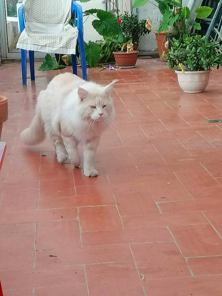 Nilo a rejoint le concours — aidez-le/la à gagner de superbes lots ! carnivore, cat, companion_dog, domestic_short_haired_cat, fawn, felidae, floor, flooring, flowerpot, fur, grass, hardwood, houseplant, plant, road_surface, sidewalk, small_to_medium_sized_cats, tail, whiskers, wood