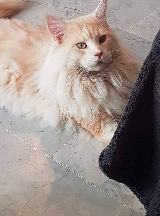 Nilo participe au concours pour gagner de l'argent avec cette photo : british_longhair, carnivore, cat, claw, fawn, felidae, flooring, fur, paw, persian, ragdoll, small_to_medium_sized_cats, snout, tail, terrestrial_animal, whiskers