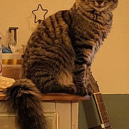 Kirikou a rejoint le concours — aidez-le/la à gagner de superbes lots ! beige_wall, brown, cat, companion, cozy, curious_eyes, domestic_cat, feline, fluffy_tail, furniture, guitar, household, indoor, long_tail, musical_instrument, pet, sitting, striped_fur, tabby, wooden_surface