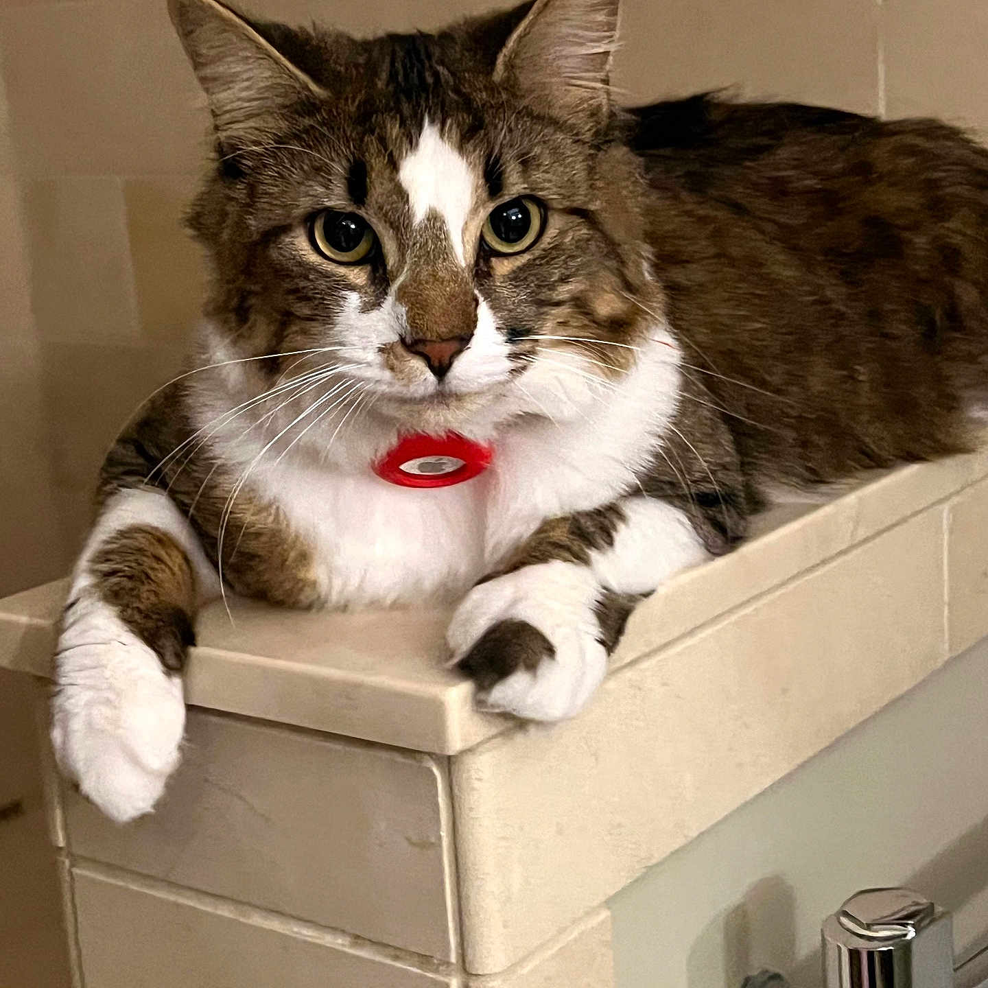 Loki