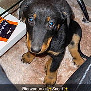 Spyke participe au concours pour gagner de l'argent avec cette photo : puppy, dog, black_and_tan, sitting, wide_eyed, portrait, pet, indoors, rug, fluffy_rug, hand, petting, glass_table, furniture, chair, leather, packaging, cozy, text_overlay, welcome_caption