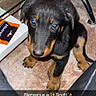 puppy, dog, black_and_tan, sitting, wide_eyed, portrait, pet, indoors, rug, fluffy_rug, hand, petting, glass_table, furniture, chair, leather, packaging, cozy, text_overlay, welcome_caption
