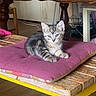Moon a rejoint le concours — aidez-le/la à gagner de superbes lots ! cat, kitten, tabby, striped_fur, animal, pet, sitting, cushion, purple_cushion, wooden_table, yellow_table, furniture, indoor, home, rustic, vintage, fluffy, whiskers, blue_eyes, portrait