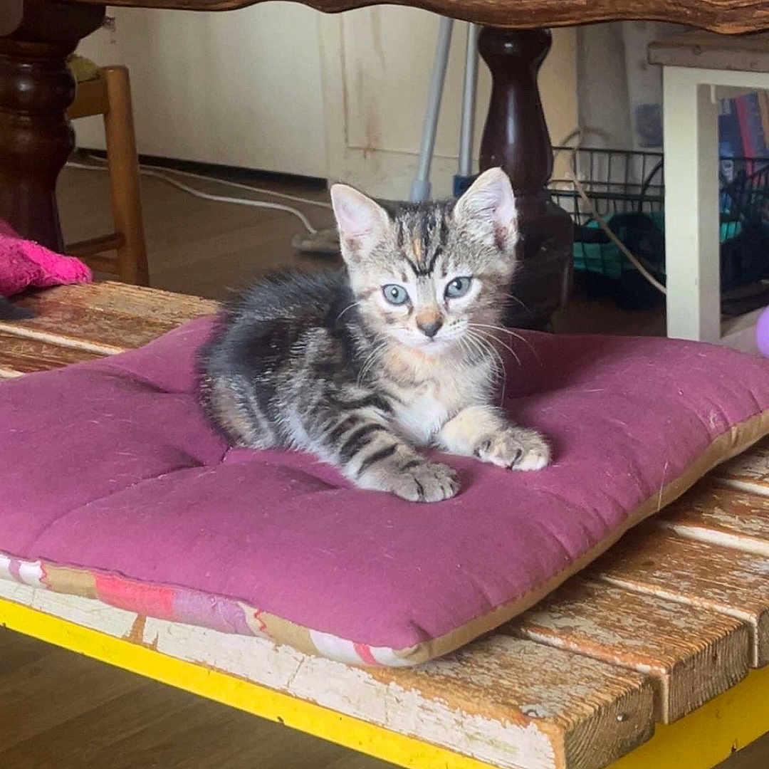 Moon a rejoint le concours — aidez-le/la à gagner de superbes lots ! cat, kitten, tabby, striped_fur, animal, pet, sitting, cushion, purple_cushion, wooden_table, yellow_table, furniture, indoor, home, rustic, vintage, fluffy, whiskers, blue_eyes, portrait