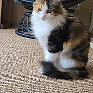 Ruby a rejoint le concours — aidez-le/la à gagner de superbes lots ! cat, calico, feline, pet, indoor, carpet, woven, chair, cushion, fur, sitting, side_view, whiskers, tail, ears, domestic_animal, cozy, home, relaxed, quiet