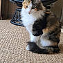 cat, calico, feline, pet, indoor, carpet, woven, chair, cushion, fur, sitting, side_view, whiskers, tail, ears, domestic_animal, cozy, home, relaxed, quiet